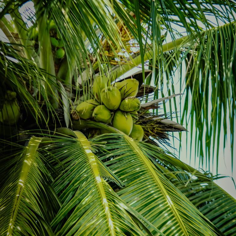 Top-RSPO Shared Responsibility Score