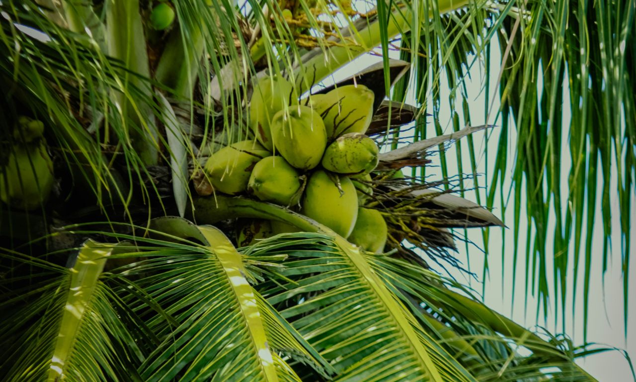 Top-RSPO Shared Responsibility Score