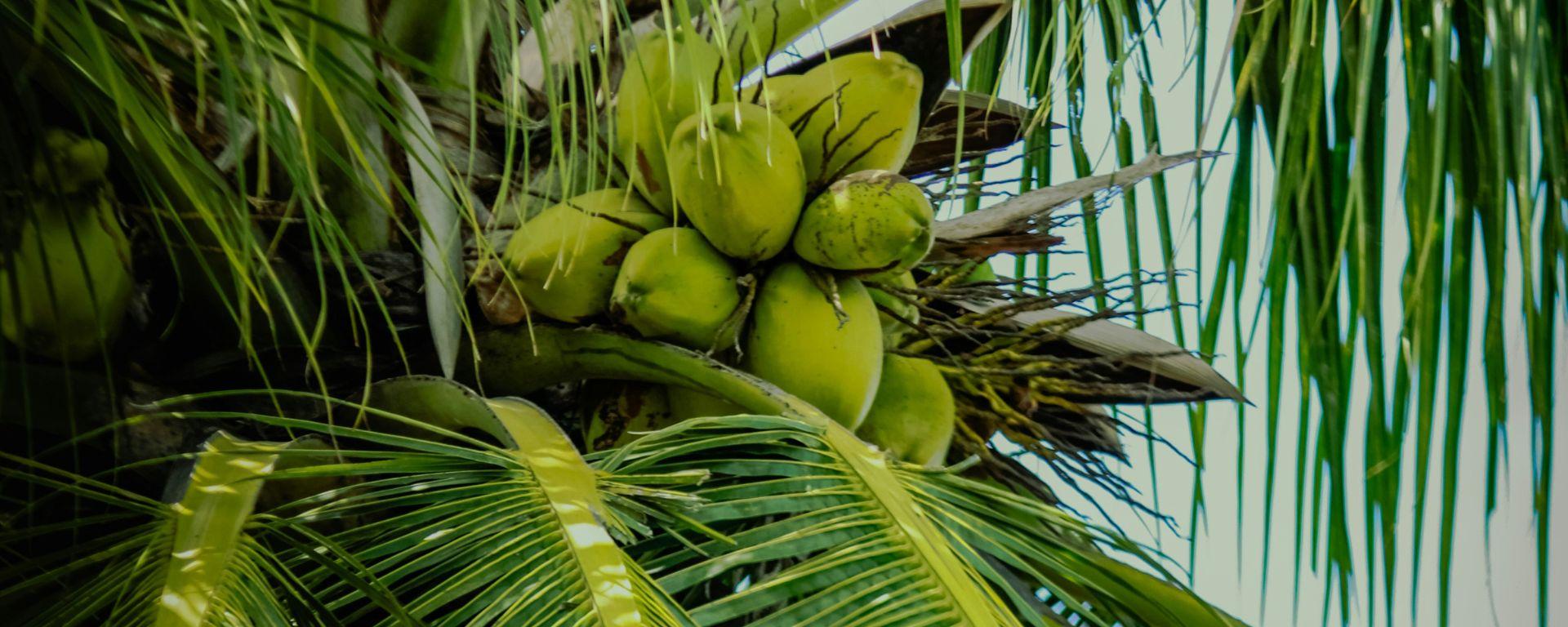 Top-Rating RSPO Shared Responsibility Score