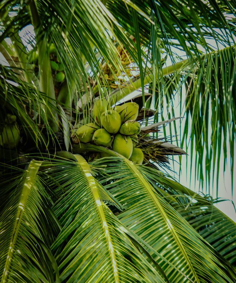 Top-Rating RSPO Shared Responsibility Score